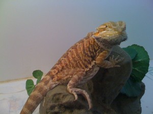 This is our teenager, Salsa, perching on her favorite log.