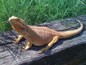 My big bearded dragon, Electra, basking in the garden.